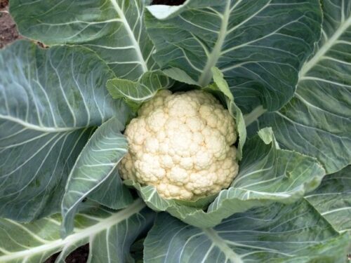 カリフラワーを育てる・収穫する夢