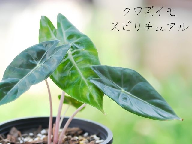 クワズイモ・スピリチュアル・新芽・花・意味・枯れる・場合