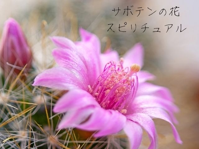 サボテン・スピリチュアル・新芽・花・咲く・意味・枯れる・子株