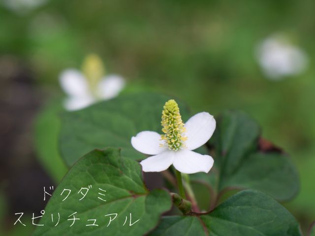 ドクダミ・スピリチュアル・意味・効果・波動・エネルギー・花・咲く