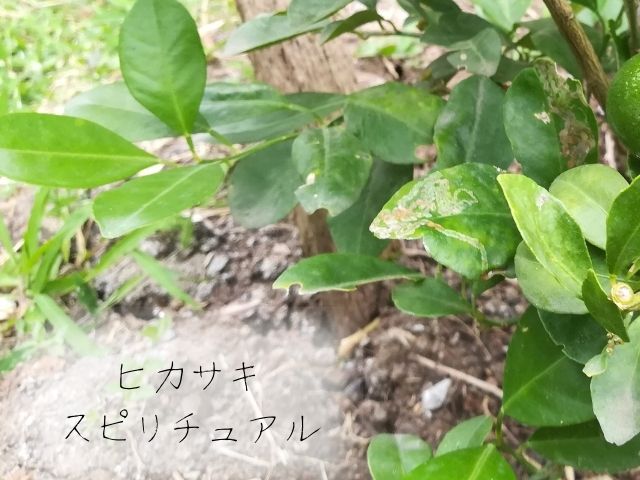 ヒサカキ・スピリチュアル・花・新芽・意味・枯れる