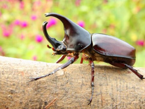 カブトムシは虫の知らせ？