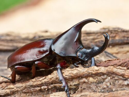 カブトムシのスピリチュアルな意味と象徴