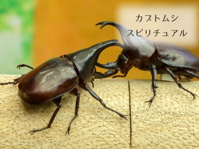 カブトムシ・家に来る・スピリチュアル・意味・メッセージ・幸運・神様・見つける・助ける