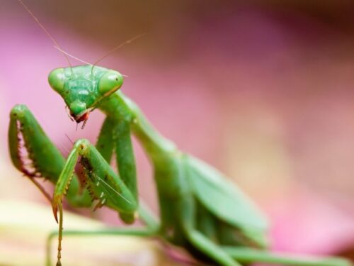 カマキリの種類と性別スピリチュアル