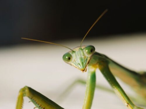 カマキリをみると子宝に恵まれる？