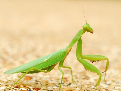 カマキリのスピリチュアルな意味と象徴