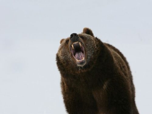 クマが好きな人のスピリチュアルな意味