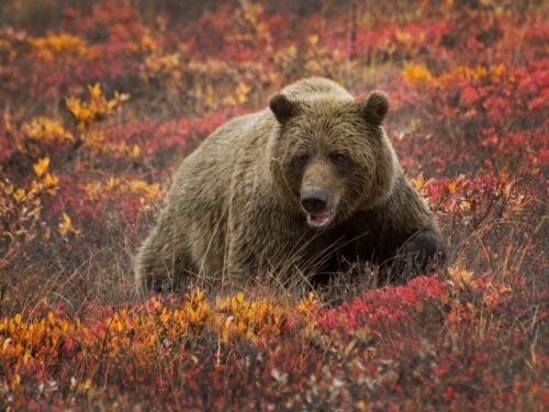 クマの金運のスピリチュアル