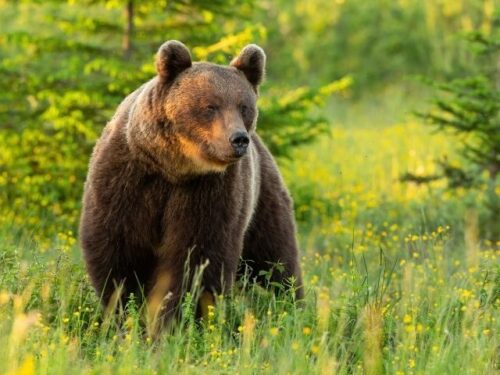 クマのスピリチュアルな意味