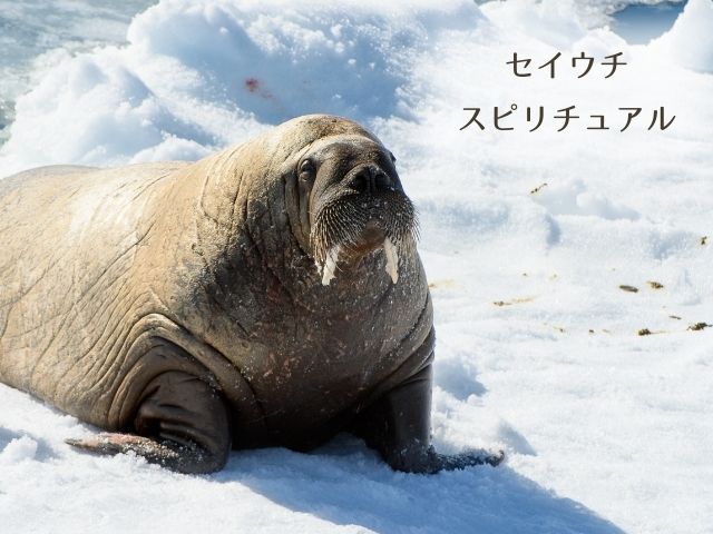 セイウチ・スピリチュアル・意味・波動・メッセージ