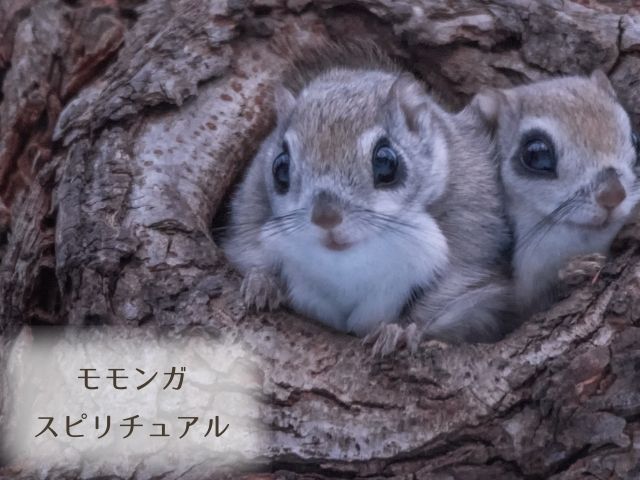 モモンガ・スピリチュアル・意味・幸運の前兆・飼う・育てたくなる