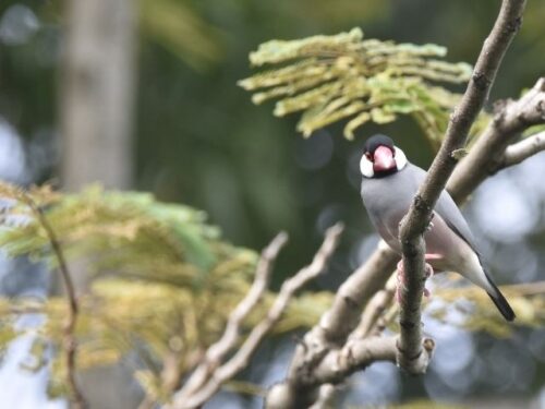 文鳥を育てたくなるスピリチュアル