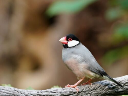 文鳥の恋愛や金運スピリチュアル