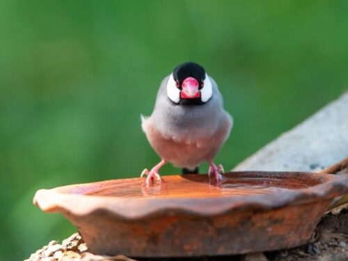 文鳥のスピリチュアルな意味や象徴