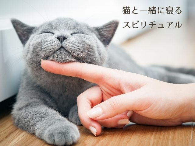 猫・一緒に寝る・スピリチュアル・恋愛・添い寝・そばで寝る・お寺・お墓・見た・意味