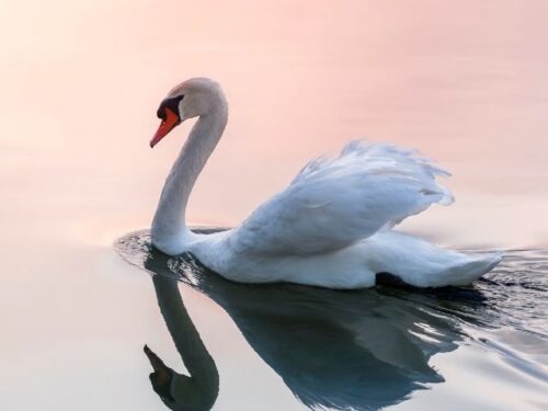 白鳥の数別スピリチュアルな意味