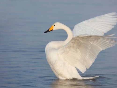 白鳥は幸運の象徴？縁起がいい？