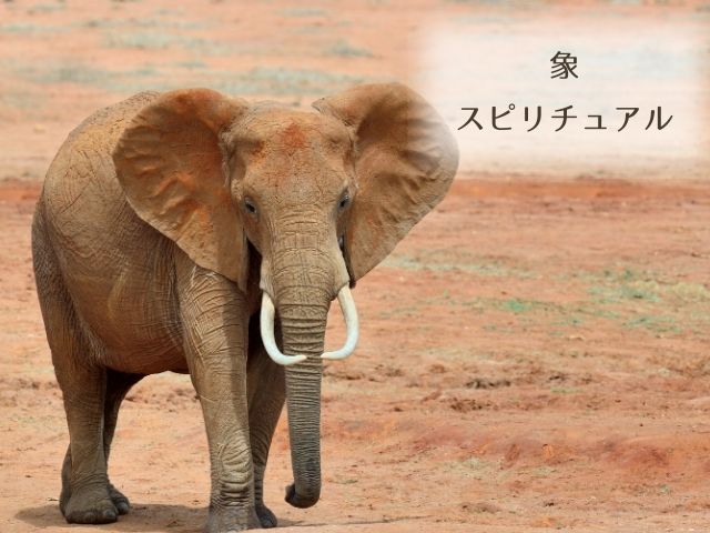 象・幸せの象徴・鼻を上げた・ゾウ・縁起がいい・スピリチュアル・意味・メッセージ