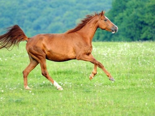 馬に惹かれるスピリチュアル