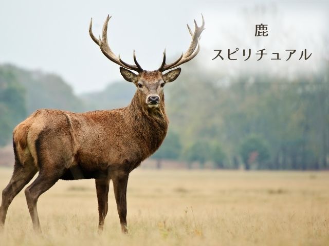 鹿・横切る・スピリチュアル・意味・ぶつかる・見たら・幸運・遭遇する