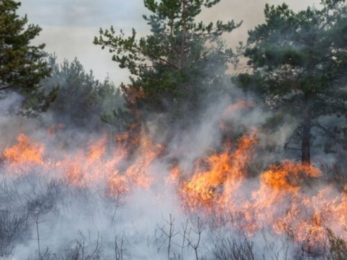 山火事の夢の意味・夢占い