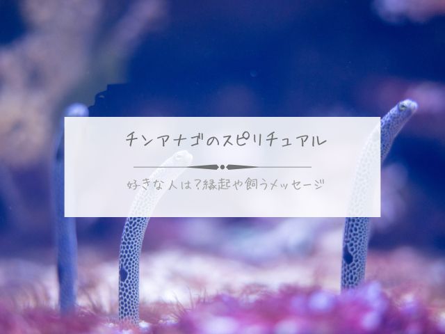 チンアナゴ・スピリチュアル・好きな人・縁起・飼う・メッセージ