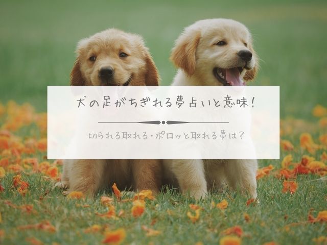 犬の足・ちぎれる・夢占い・意味・切られる・取れる・ポロッと取れる夢