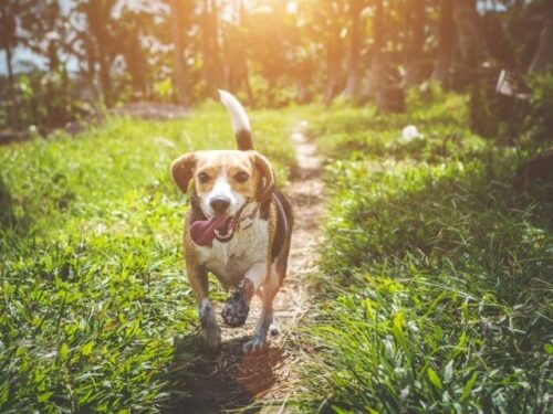 犬のしっぽ(尻尾)がちぎれる夢占いと意味