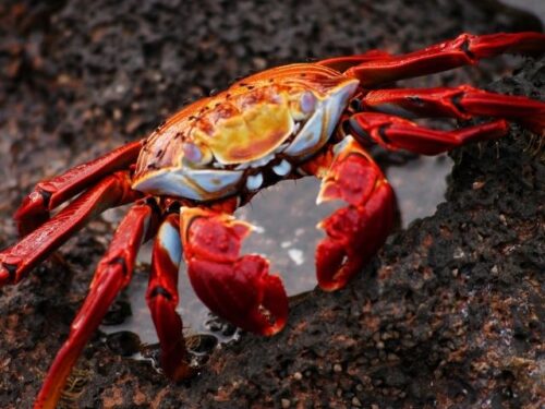 カニが食べたいスピリチュアルな意味