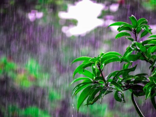 神社参拝後に雨が降るスピリチュアルな意味は？