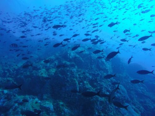 魚のスピリチュアルな意味と象徴