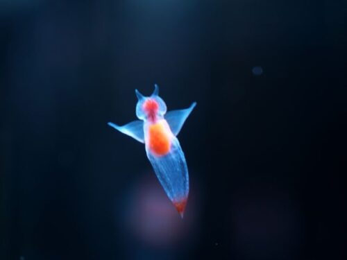 クリオネのスピリチュアルメッセージ