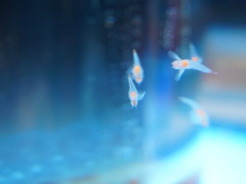 クリオネが好きな人のスピリチュアルな意味は？