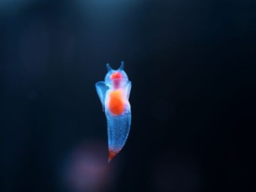 クリオネのスピリチュアルな意味