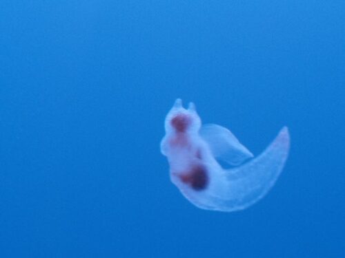 クリオネは幸運の象徴？