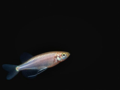 メダカのスピリチュアルメッセージ