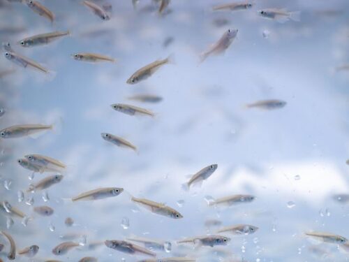 メダカが好きな人のスピリチュアルな意味は？