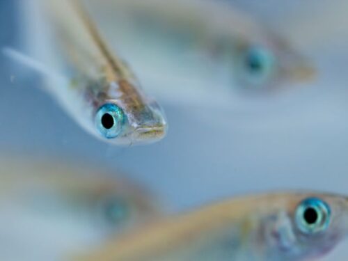 メダカのスピリチュアルな意味