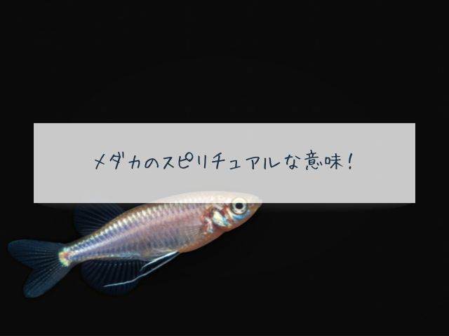メダカ・スピリチュアル・意味・飼う・死・赤ちゃん・黒いめだか・メッセージ