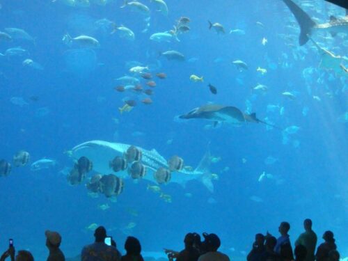 水族館のスピリチュアルな意味