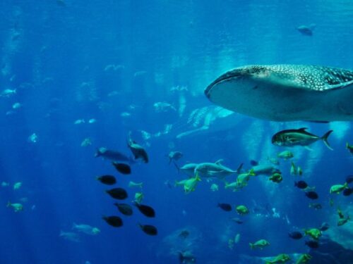 水族館のスピリチュアルメッセージ