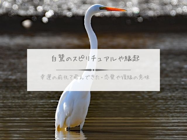 白鷺・スピリチュアル・縁起・幸運の前兆・飛んできた・恋愛・復縁・意味