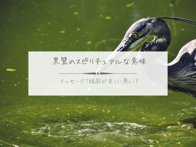 黒鷺・スピリチュアル・意味・メッセージ・クロサギ・縁起・良い・悪い