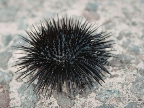 ウニの夢占いと基本的な意味