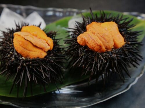 ウニの夢を見る時のスピリチュアルメッセージは？