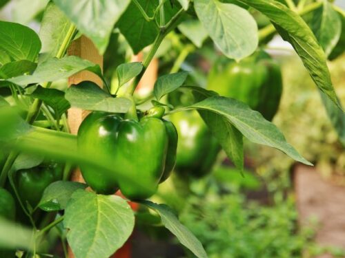 ピーマンを育てる夢占い・意味