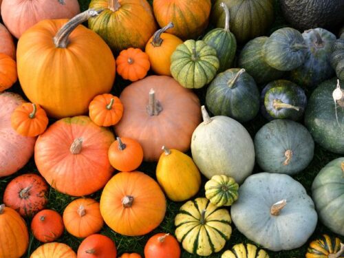 かぼちゃの形状・大きさの夢占い・意味