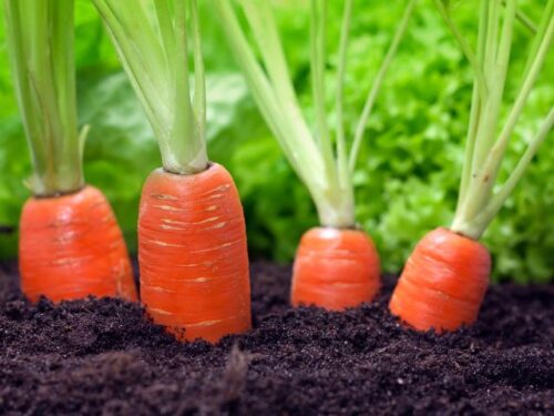 人参の夢を見た人へのアドバイス