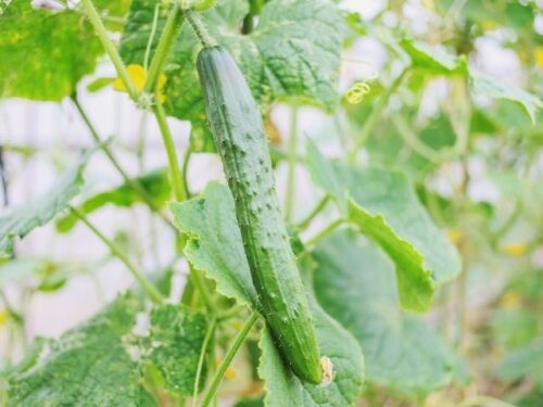 きゅうりを育てる・収穫する夢占いと意味